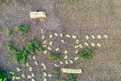 有关一般开销, 俯视图, 农事的免费素材图片