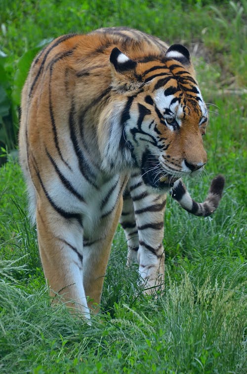 棕色和黑色老虎在绿色草地上 · 免费素材图片