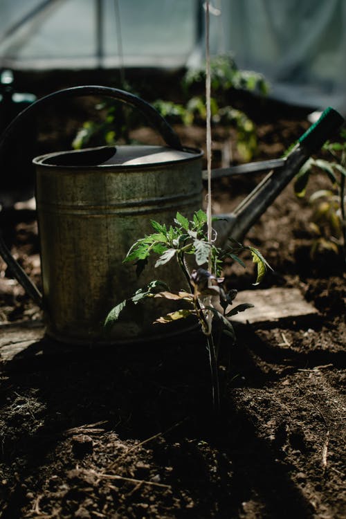 不锈钢桶绿色植物 · 免费素材图片