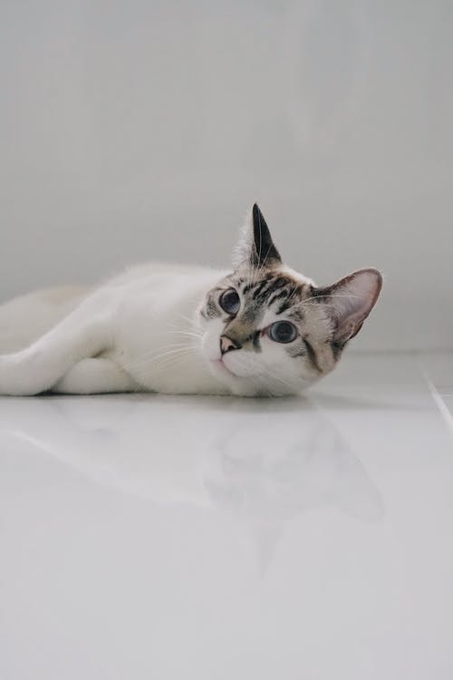 有关动物, 可爱, 可爱的的免费素材图片