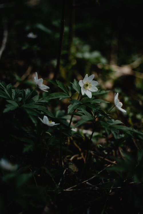 白花与绿叶 · 免费素材图片