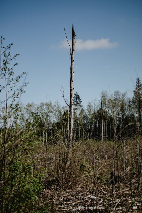 有关垂直拍摄, 天性, 户外的免费素材图片