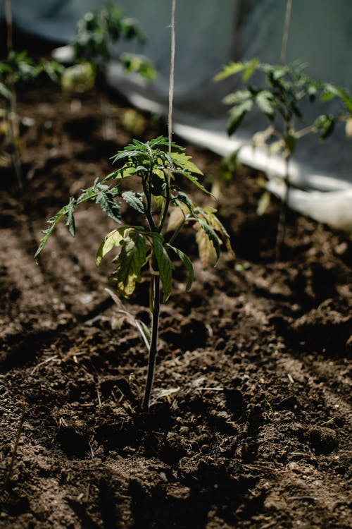 棕色土壤上的绿色植物 · 免费素材图片