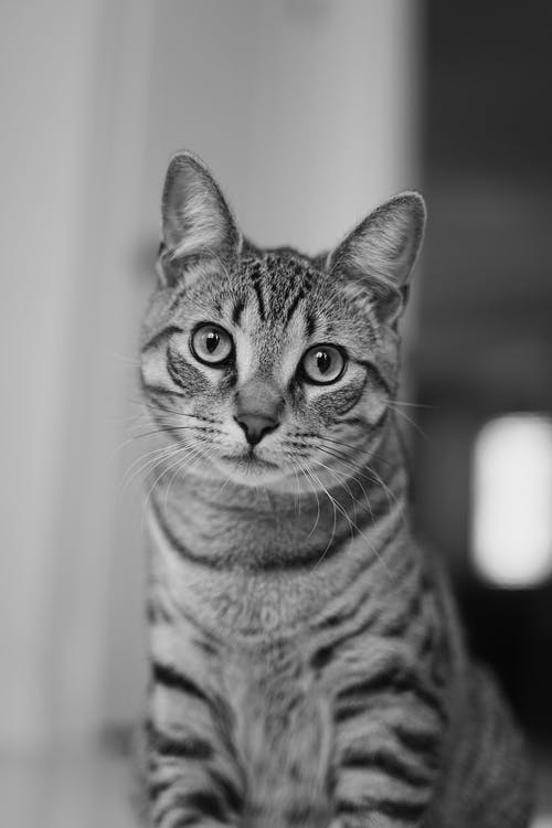 虎斑猫的灰度照片 · 免费素材图片