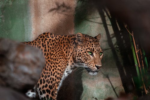棕色和棕色岩石上的黑豹 · 免费素材图片
