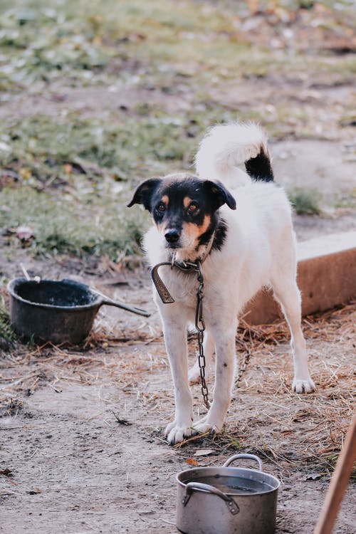 有关伴侣, 农家庭院, 冷静的免费素材图片