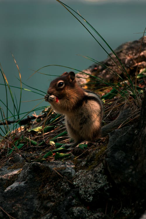 布朗松鼠在布朗干叶 · 免费素材图片