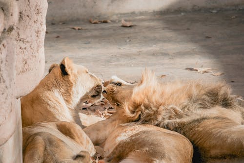 有关panthera leo, 一起, 保存的免费素材图片