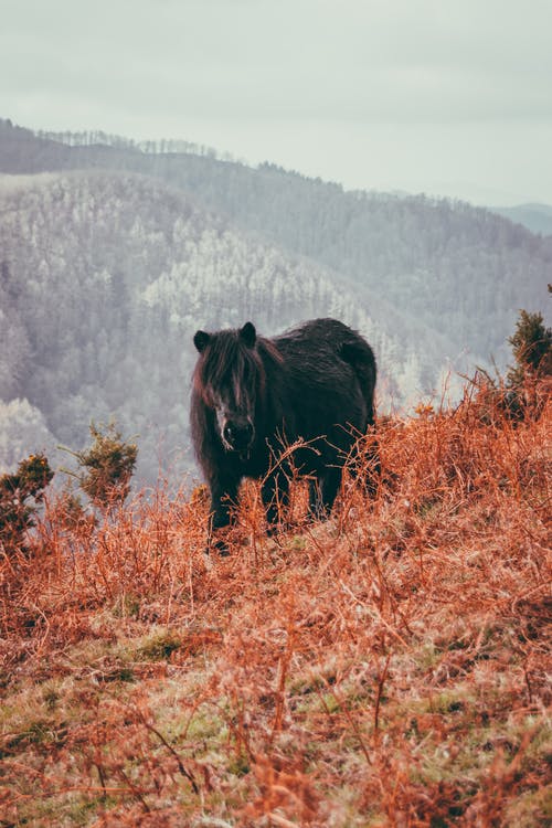 黑熊在棕色的草地上 · 免费素材图片