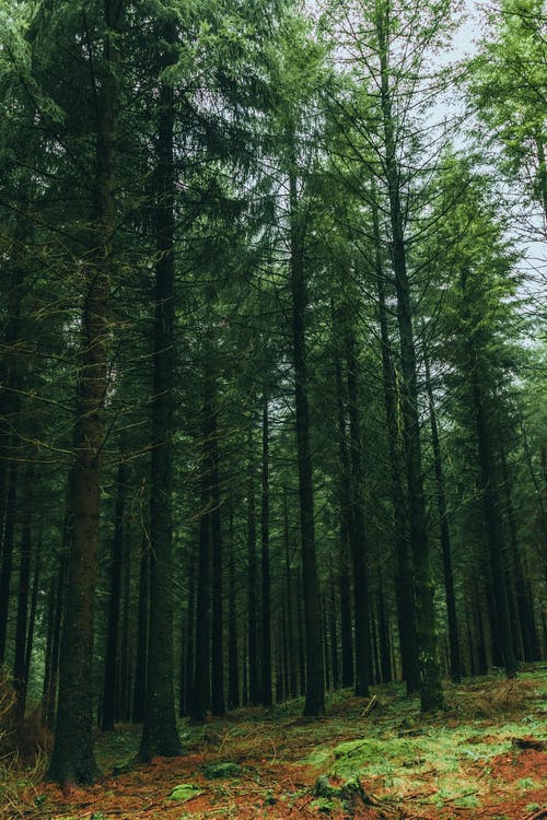 森林绿树 · 免费素材图片