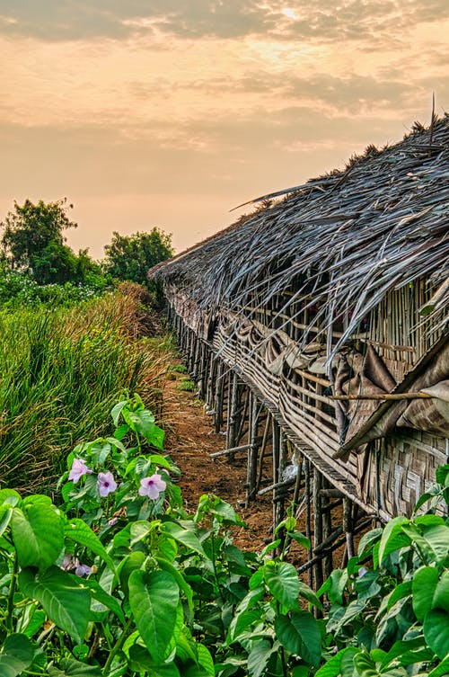 有关分公司, 受气候侵蚀的, 垂直拍摄的免费素材图片