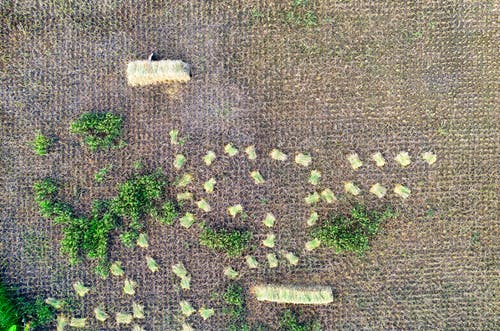 有关一般开销, 俯视图, 农家庭院的免费素材图片