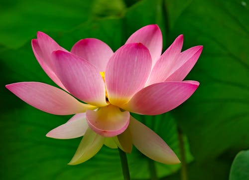 盛开的粉红色莲花 · 免费素材图片
