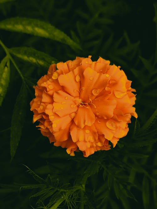橙花在微距拍摄 · 免费素材图片