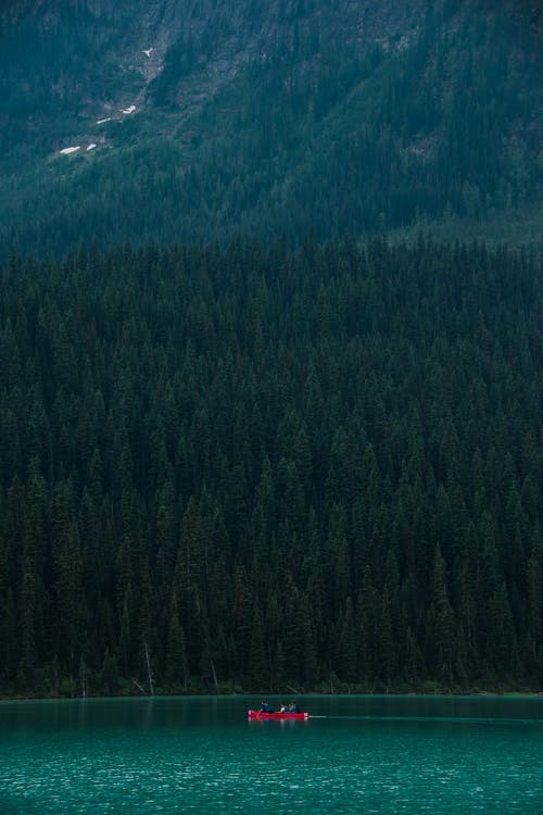 山上的绿树 · 免费素材图片