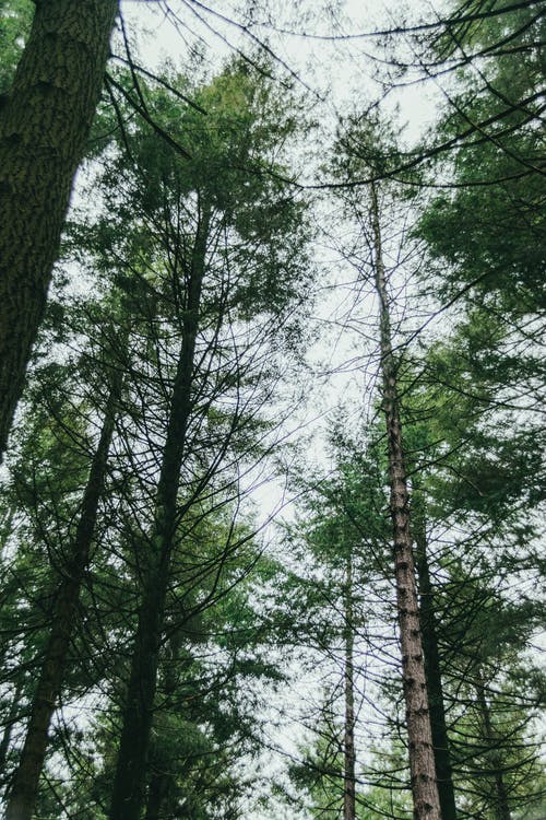 白色天空下的绿树 · 免费素材图片