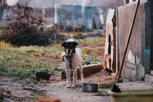 有关冷静, 动物学, 动物的免费素材图片