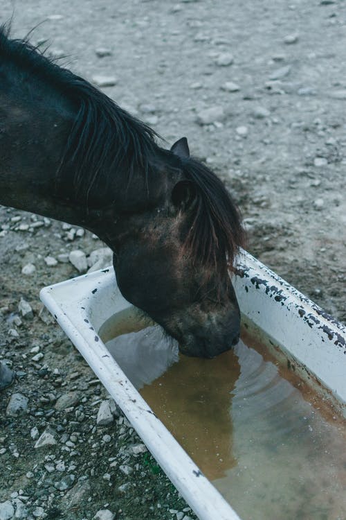 白色塑料容器中的棕色马饮用水 · 免费素材图片