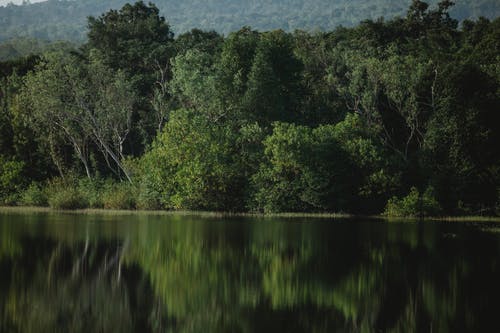 水体旁边的绿树 · 免费素材图片