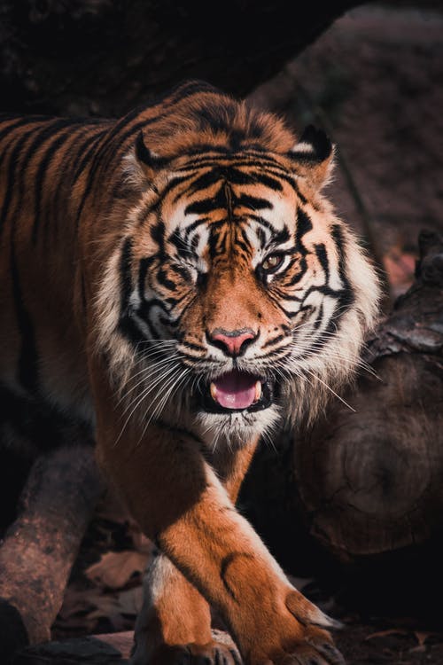 棕色和棕色的岩石上的白老虎 · 免费素材图片