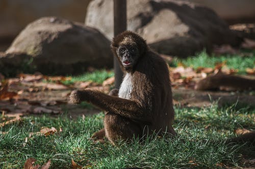 坐在绿草地上的棕色猴子 · 免费素材图片
