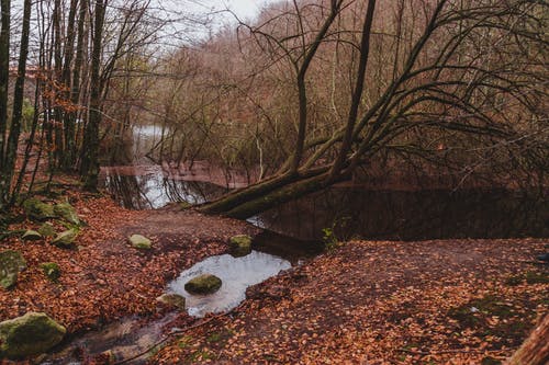 布朗干河上的叶子 · 免费素材图片