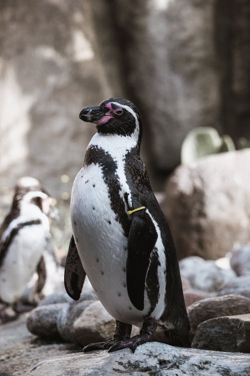 黑色和白色企鹅站在棕色的岩石上 · 免费素材图片