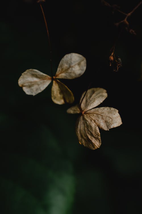 棕色和绿色的树叶在关闭摄影 · 免费素材图片