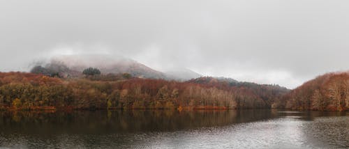 湖边的棕色和绿色树木 · 免费素材图片
