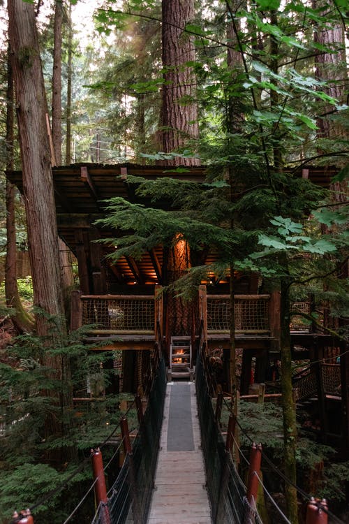 在树林里的棕色木桥 · 免费素材图片