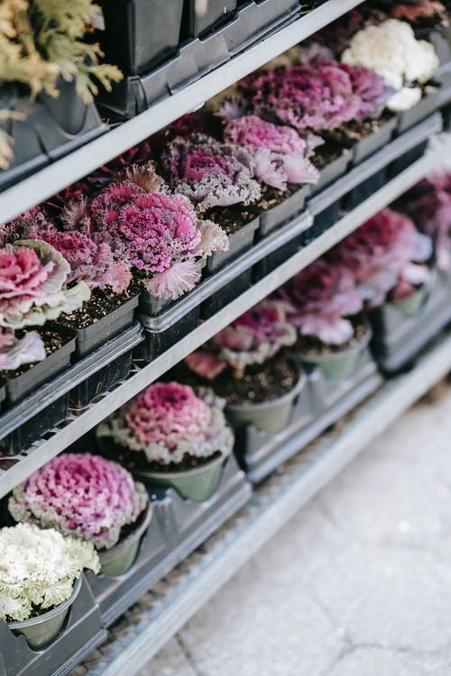 灰色的钢架上的粉红色花朵 · 免费素材图片