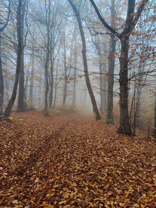 有关下落, 垂直拍摄, 天性的免费素材图片