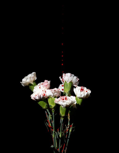 黑色背景上的白色和粉红色的花朵 · 免费素材图片