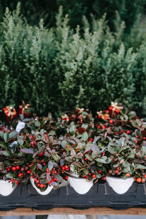 绿草场上的红色和白色的花朵 · 免费素材图片