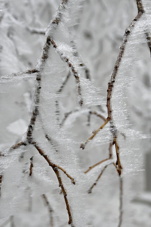 布朗树枝上的白雪 · 免费素材图片