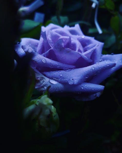 紫色的小花在微距镜头 · 免费素材图片