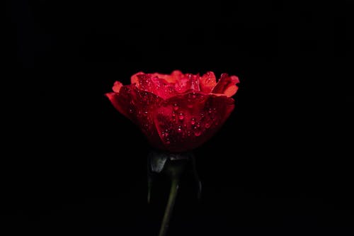 红玫瑰盛开的黑色背景 · 免费素材图片