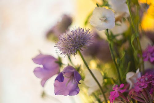 移轴镜头中的紫色和白色花朵 · 免费素材图片