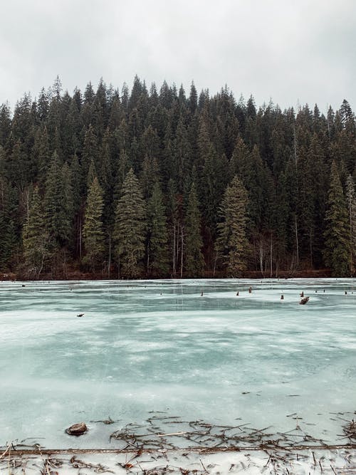 水体附近的绿松树 · 免费素材图片