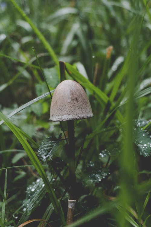 有关垂直拍摄, 增长, 成长中的免费素材图片