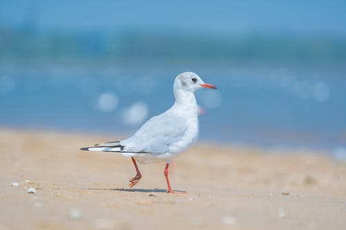 有关动物, 动物摄影, 海鸥的免费素材图片