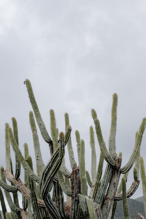 在白色的天空下的绿色仙人掌植物 · 免费素材图片