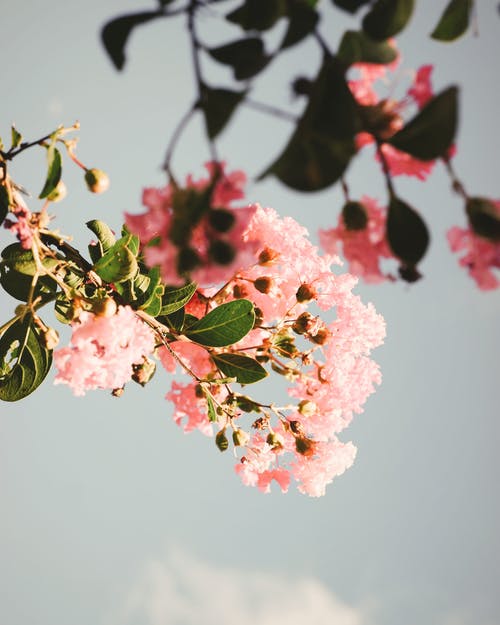 粉色和白色的花，在关闭了摄影 · 免费素材图片