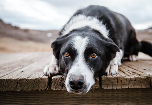 有关人行道, 伴侣, 公园的免费素材图片