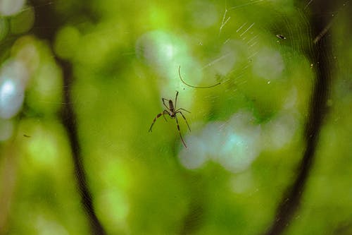 有关Web, 令人不寒而栗的, 动物学的免费素材图片