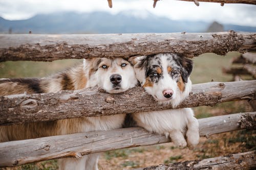 棕色木栅栏上的白色和棕色长涂层的狗 · 免费素材图片