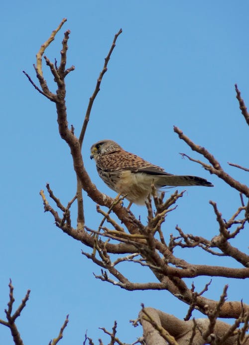 有关捕食者, 栖息, 野生动物的免费素材图片