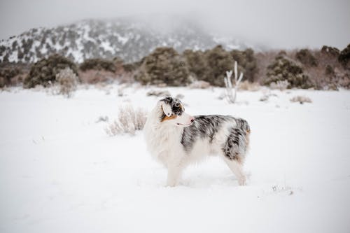 雪覆盖地面上的白色和黑色长涂层的狗 · 免费素材图片