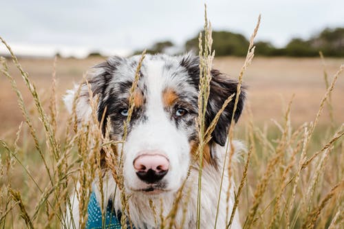 白色和黑色边境牧羊犬 · 免费素材图片