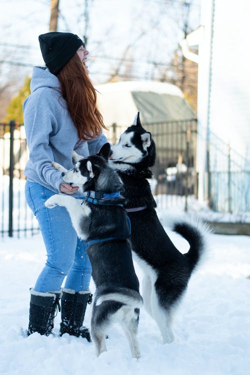 有关伴侣, 品种, 家畜的免费素材图片